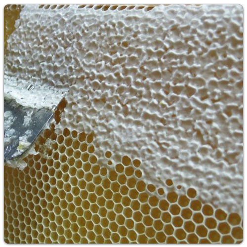 Miel et produits de la ruche