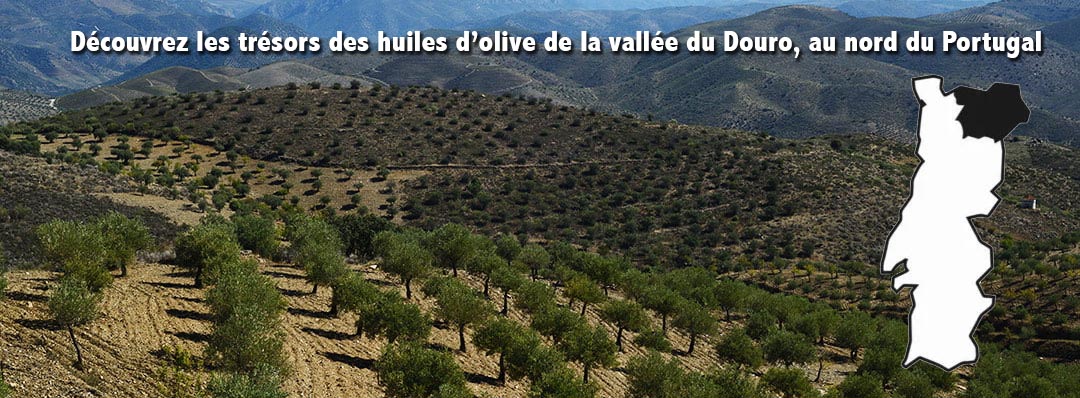 Huile d'olive Bio du Portugal