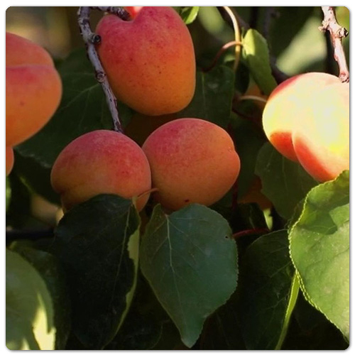 titre_articles_abricots02
