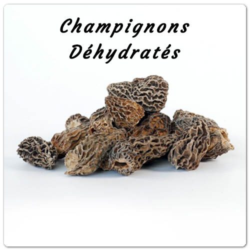 titre_articles_champignons02